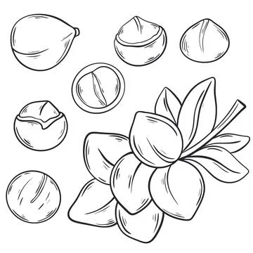Macadamia ink sketch set Illustrazione stock