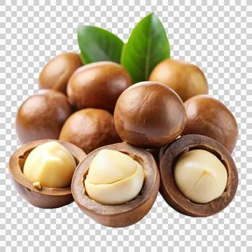 Macadamia-isolated-on-white-background Stock Photos