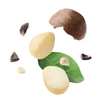 Macadamia nut and green leaf in air on white background Stock Photos