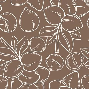 Macadamia nut background Illustrazione stock