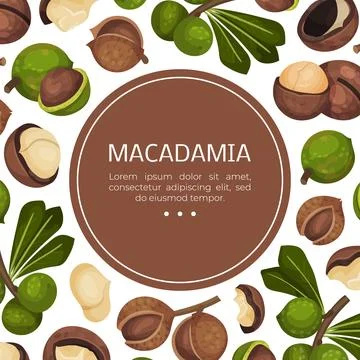 Macadamia Nut Banner Design with Kernel and Shell Vector Template Illustrazione stock