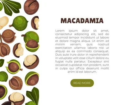 Macadamia Nut Banner Design with Kernel and Shell Vector Template Stock Illustration