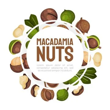 Macadamia Nut Banner Design with Kernel and Shell Vector Template Stock Illustration