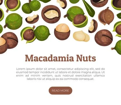 Macadamia Nut Banner Design with Kernel and Shell Vector Template Illustrazione stock