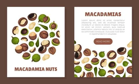 Macadamia Nut Banner Design with Kernel and Shell Vector Template Stock Illustration