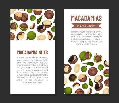 Macadamia Nut Banner Design with Kernel and Shell Vector Template イラスト素材
