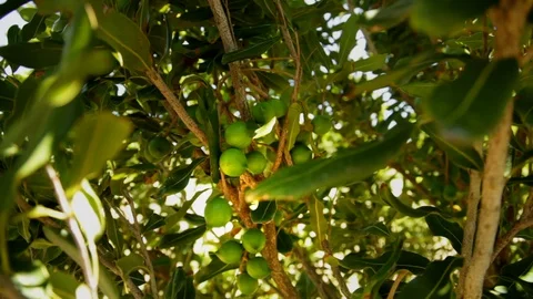 Macadamia Nut Close Up Stock Footage 128227554