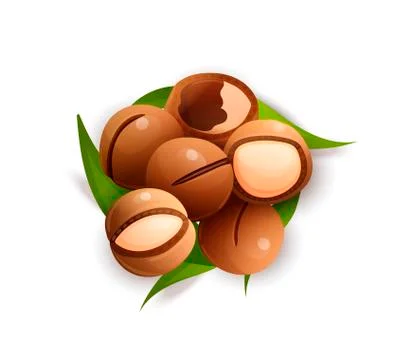 Macadamia nut composition, raw and hulled kernels Stock Illustration