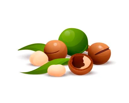 Macadamia nut composition, raw and hulled kernels Stock Illustration
