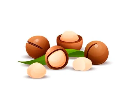Macadamia nut composition, raw and hulled kernels Stock Illustration