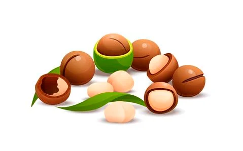 Macadamia nut composition, raw and hulled kernels Stock Illustration