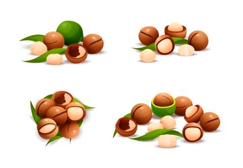 Macadamia nut compositions set, raw and hulled Stock Illustration