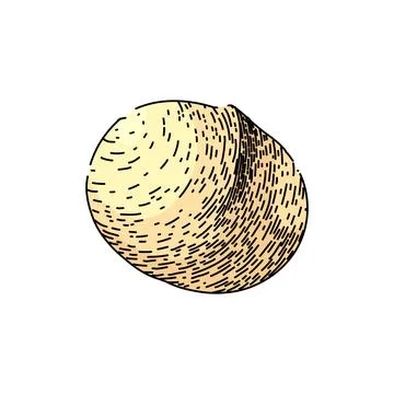 Macadamia nut crack sketch hand drawn vector Stock Illustration
