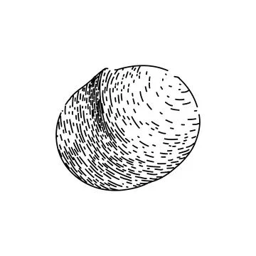 Macadamia nut crack sketch hand drawn vector Stock Illustration