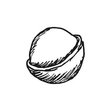 Macadamia nut illustration hand drawn. Vector illustration isolated. Stock Illustration