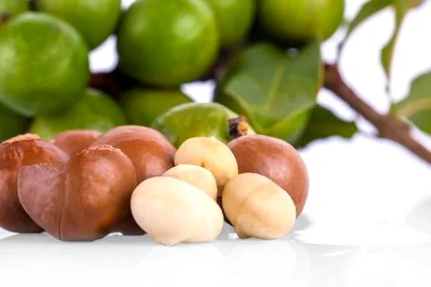 Macadamia nut isolated Stock Photos