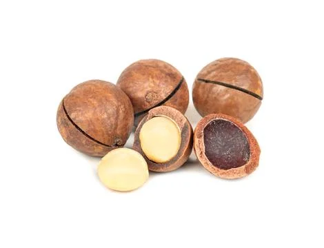 Macadamia nut isolated Stock Photos
