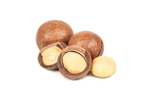 Macadamia nut isolated Stock Photos