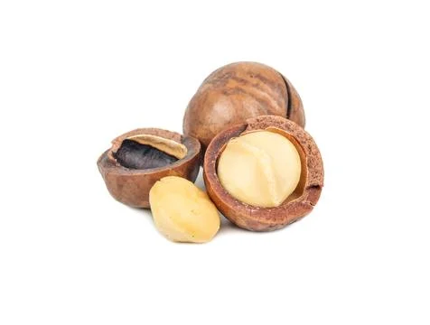 Macadamia nut isolated Stockfoto's