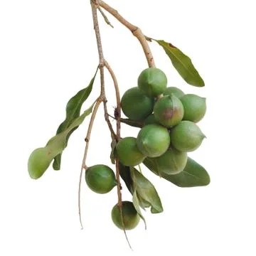 Macadamia nut isolated on white background Stock Photos
