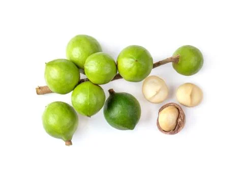 Macadamia nut isolated on white background. top view Stock Photos
