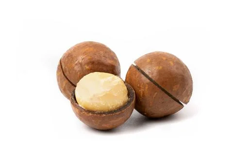 Macadamia nut with kernel close-up isolated on white background. Stock Photos