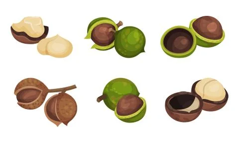 Macadamia Nut or Queensland Nut with Cracked Shell Vector Set Stock Illustration