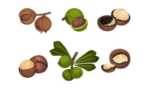 Macadamia Nut or Queensland Nut with Cracked Shell Vector Set Stock Illustration