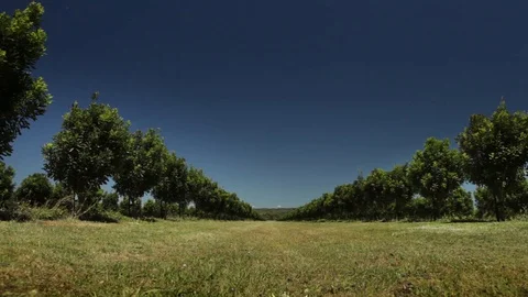 Macadamia Nut Orchard Low Angle Stock Footage 128227897