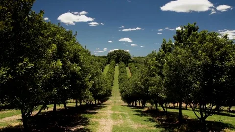 Macadamia Nut Orchard Timelaps Stock Footage 128227913