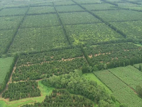 Macadamia Nut Orchards in Hilo Video stock 22243502