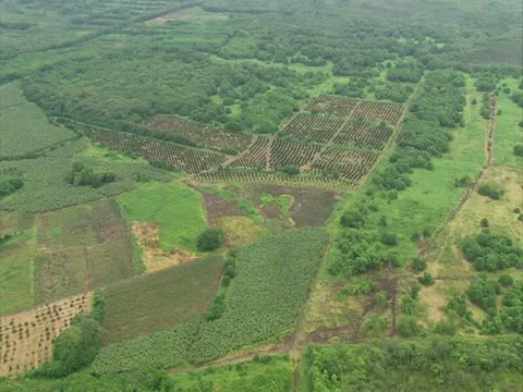 Macadamia Nut Orchards in Hilo Stock-Footage 22243505