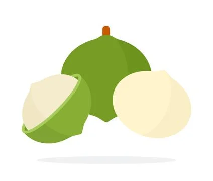 Macadamia nut, peeled and in shell Nuts flat icon vector isolated. Stock Illustration