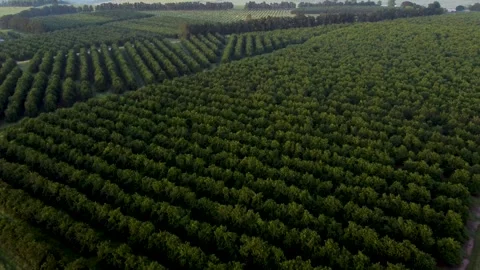 Macadamia Nut Plantation Stock Footage 292905438