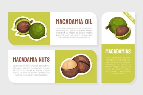 Macadamia Nut Product Label with Kernel and Shell Vector Template Stock Illustration