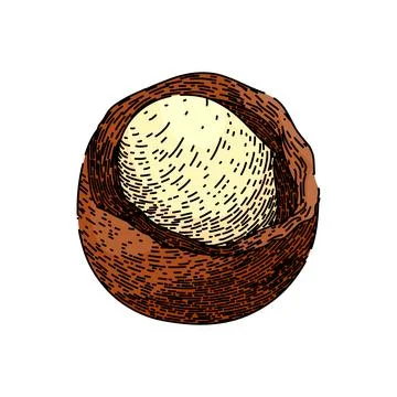 Macadamia nut raw sketch hand drawn vector Stock Illustration