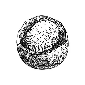 Macadamia nut raw sketch hand drawn vector Stock Illustration