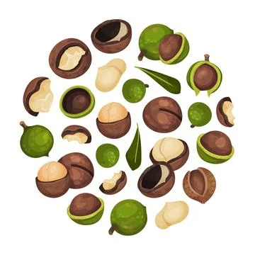 Macadamia Nut Round Composition with Kernel and Shell Vector Template Stock Illustration