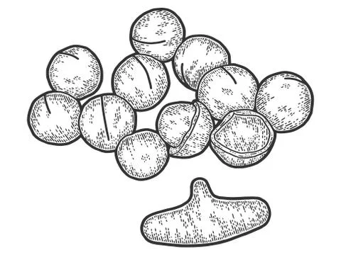 Macadamia nut with sawn nutshell, and special key. Engraving vector illustration Illustrazione stock