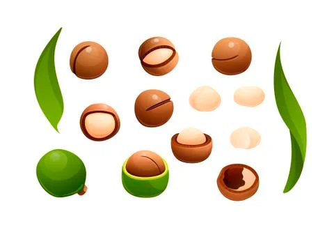 Macadamia nut set, different views, raw and hulled Stock Illustration