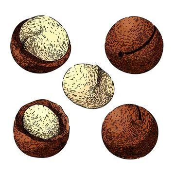 Macadamia nut set sketch hand drawn vector Stock Illustration