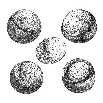 Macadamia nut set sketch hand drawn vector Stock Illustration