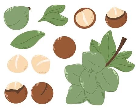 Macadamia nut set vector illustration Stock Illustration