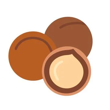 Macadamia nut in shell and without it. Vector illustration isolated on white  Illustrazione stock