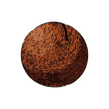 Macadamia nut sketch hand drawn vector Stock Illustration