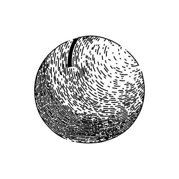 Macadamia nut sketch hand drawn vector Stock Illustration