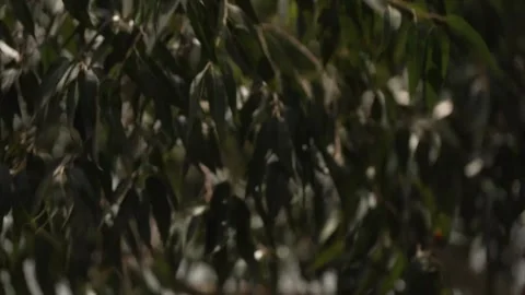 Macadamia Nut Tree Branch with Fruit Kenya Farm Stock Footage 333217135