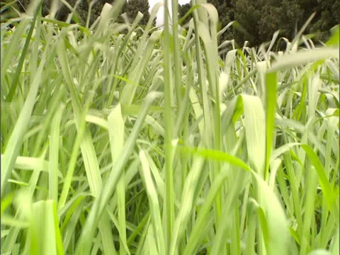 Macadamia Nut Trees Video stock 22243199