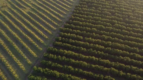 Macadamia nut trees young and old drone shot Stock Footage 292905462