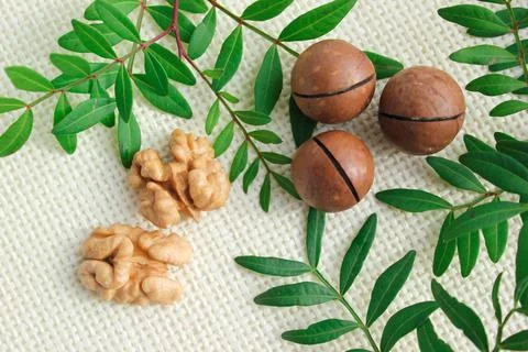 Macadamia nut, walnut and olive leaves in macro view. Stock Photos